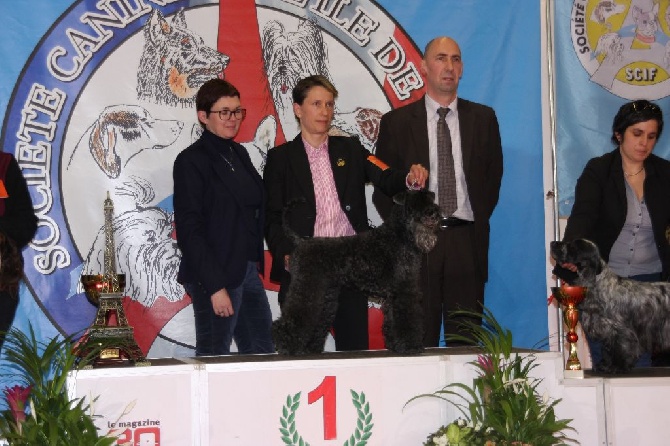 Enniskillen - CACIB PARIS DOG SHOW 10.01.2016