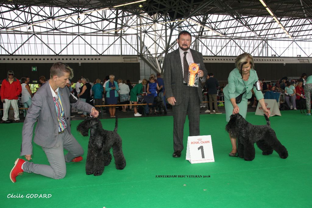 Enniskillen - WORLD DOG SHOW