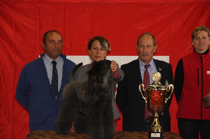 Enniskillen - CACIB COMPIEGNE 13.09.2015
